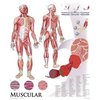 Denoyer-Geppert Charts/Posters, Muscular System Mounted 1422-10